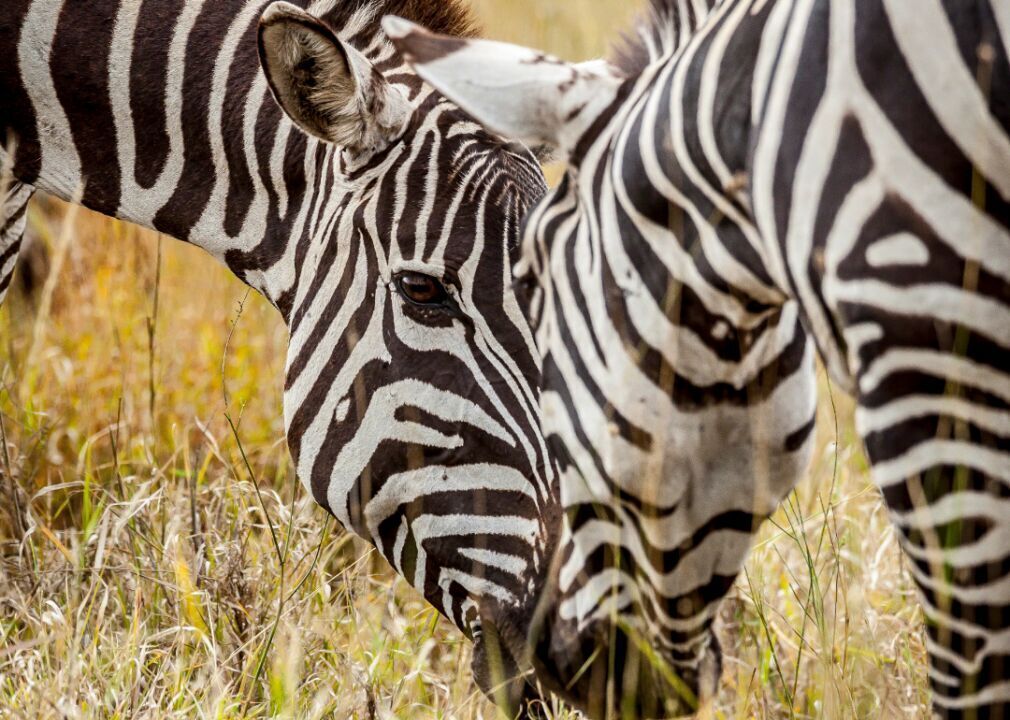 Zebras